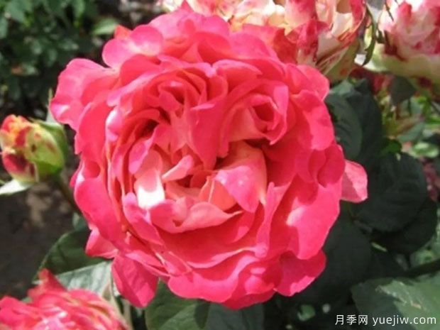 闪电褶边月季/闪电波浪月季(图1)