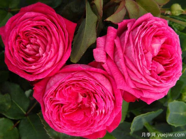 卡罗琳夫人月季/男爵夫人卡洛琳月季(图3) 卡罗琳夫人月季/男爵夫人卡洛琳月季(图3)