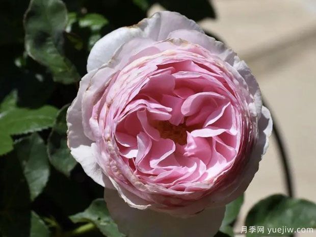 和平与和谐月季(图1)