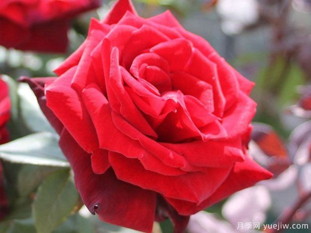 巴克罗月季/禁忌月季(图3)