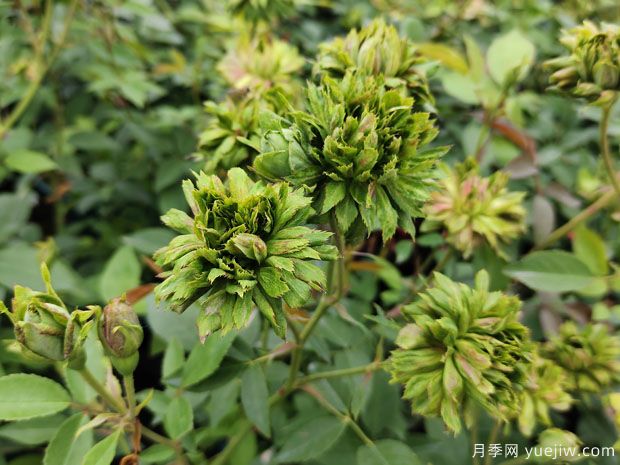 绿萼月季(图1) 绿萼月季(图1)