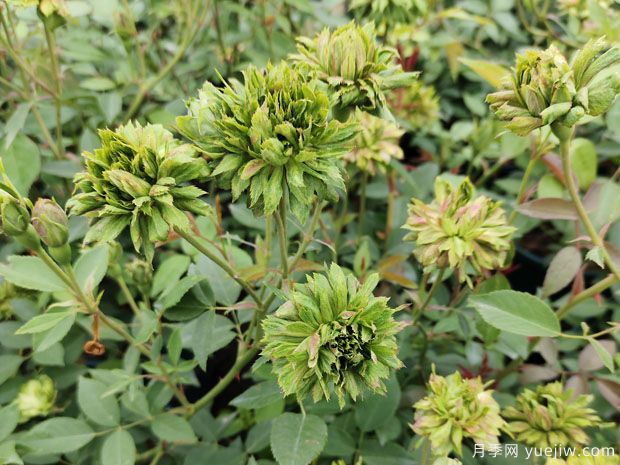 绿萼月季(图2) 绿萼月季(图2)