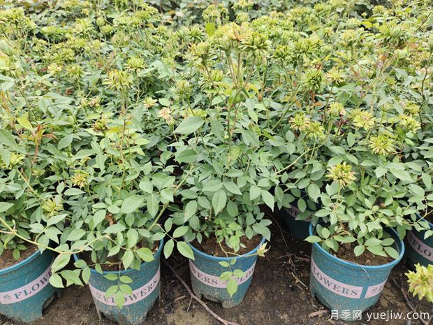 绿萼月季(图5) 绿萼月季(图5)