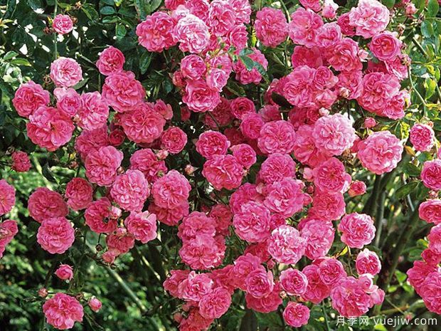 明尼哈哈月季(图1)