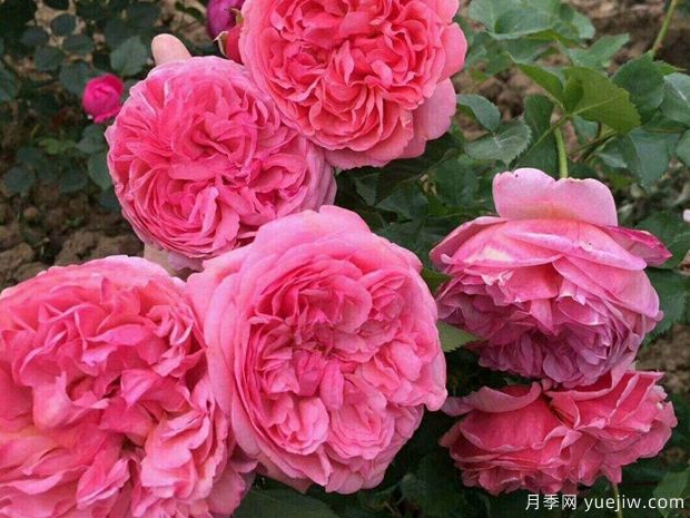 菲比月季(图1) 菲比月季(图1)