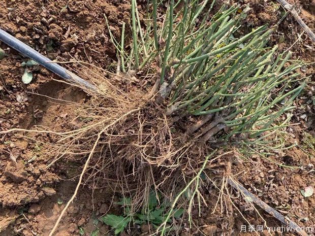 奥斯汀裸根月季苗种植秘法(图1) 奥斯汀裸根月季苗种植秘法(图1)
