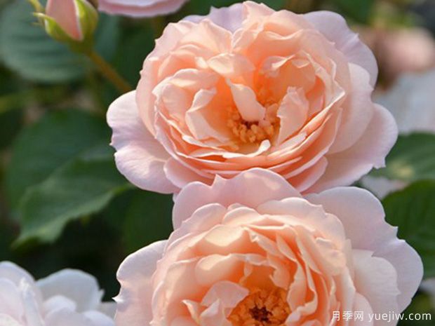 星夜天堂月季/星空月季(图1)