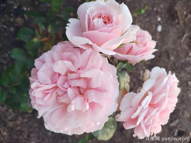 心灵月季/普赛克月季(图1)