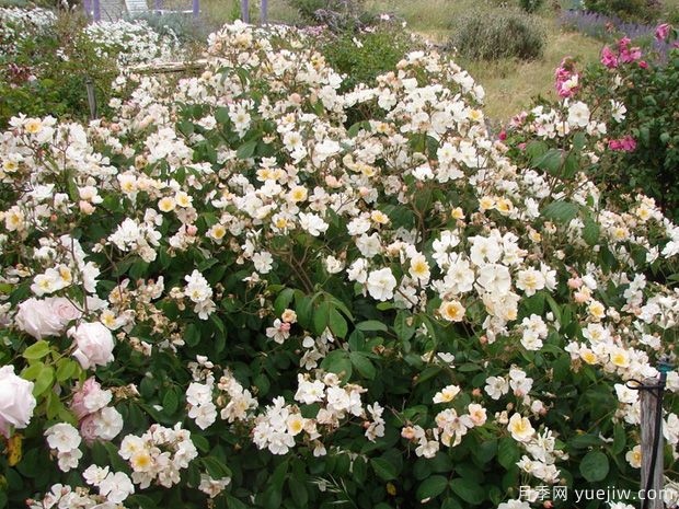 凯斯琳月季(图3)