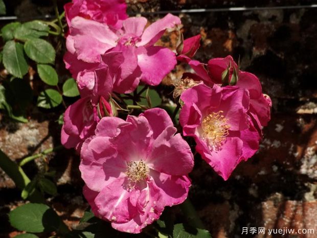 浮华月季(图2)