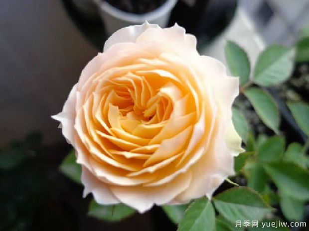 迷你朱丽叶月季/帕特利卡波利亚月季(图1)