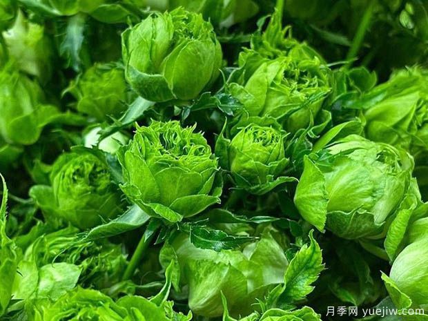 结绿珍月季(图1)