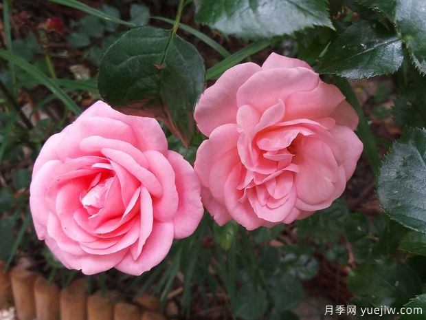 珍珠泉月季(图2)