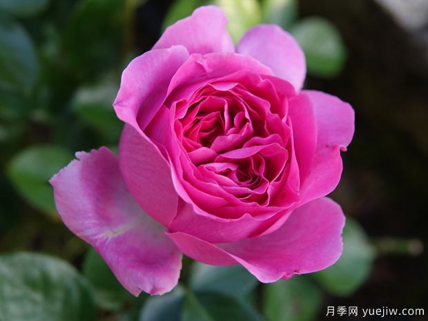 伯纳黛特拉芳特月季/伯纳黛特拉封/伯纳蒂特拉方特(图2)