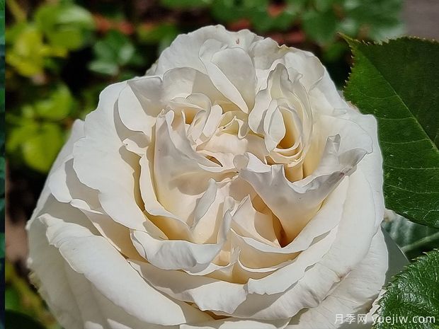 埃尔维斯月季/猫王月季(图2)