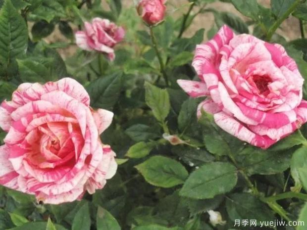 爱国者柯德娜月季(图2)