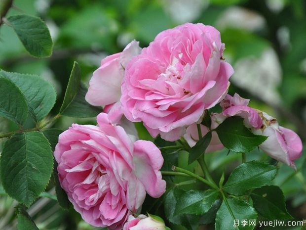 可爱粉玫迪兰月季/吉普赛色彩节/可爱粉色(图2)