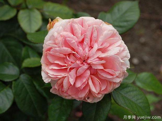 阿芙罗狄蒂月季(图2)