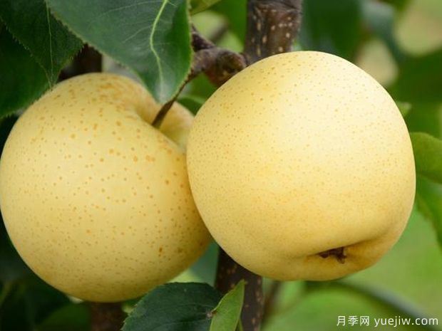 博望黄金梨品种图片和产地价格(图1) 博望黄金梨(图1)