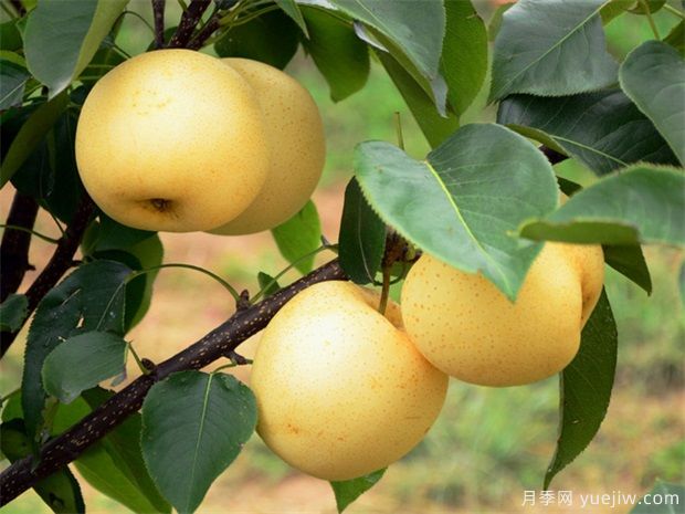 博望黄金梨品种图片和产地价格(图2) 博望黄金梨(图2)
