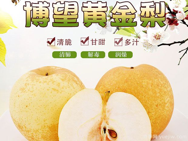 博望黄金梨品种图片和产地价格(图3) 博望黄金梨(图3)