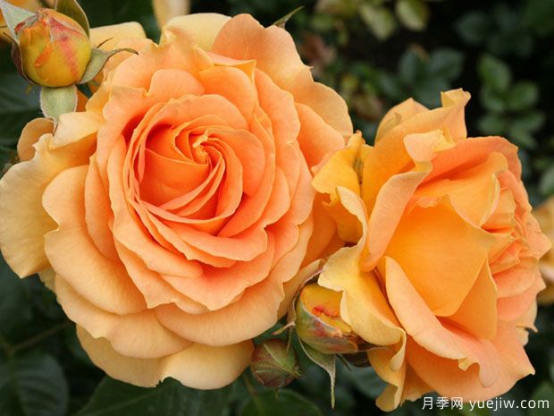 金埃尔莎月季/金丽兹月季(图1)