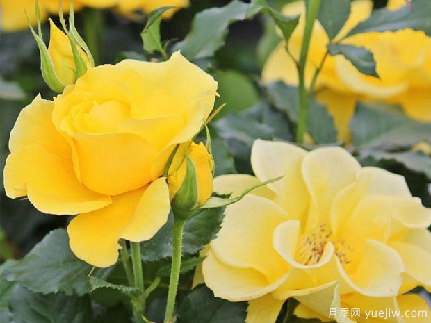 金魁尔月季(图2)