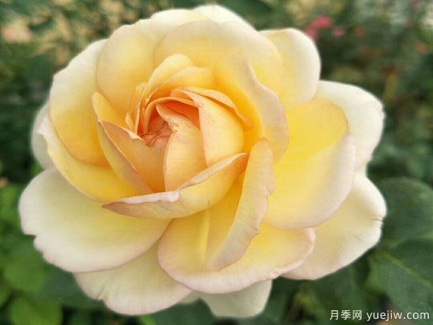 伊芙金伯爵月季/金色伊芙伯爵月季(图3)