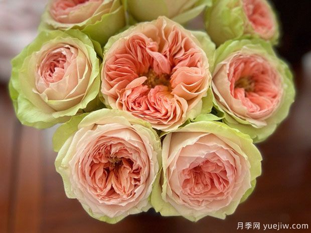 漫月眉月季/蔓越莓月季(图1)