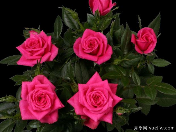 热吻柯德娜月季/热吻科德娜(图1)