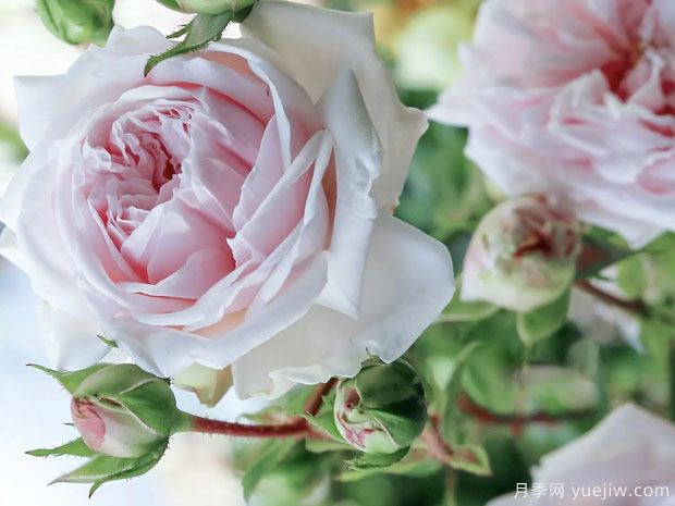 马美逊的纪念月季/马美逊的回忆月季(图3)