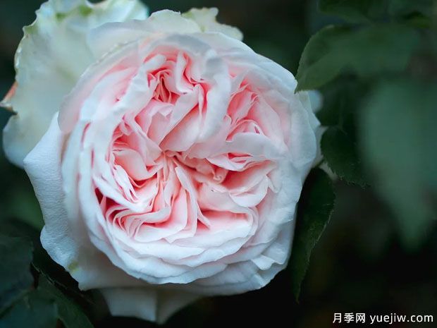 藤本马美逊的纪念月季(图1) 藤本马美逊的纪念月季(图1)