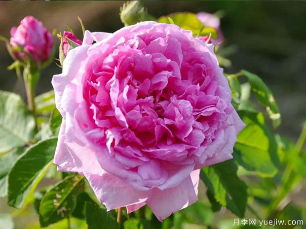 香堡伯爵月季(图1)