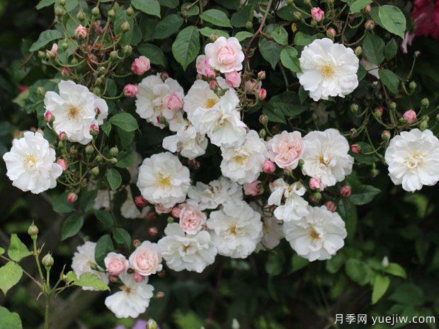 奥尔良花环月季/阿德莱德奥尔良(图4)