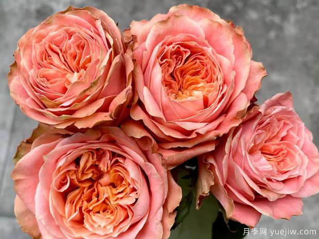 方可桃月季(图2)