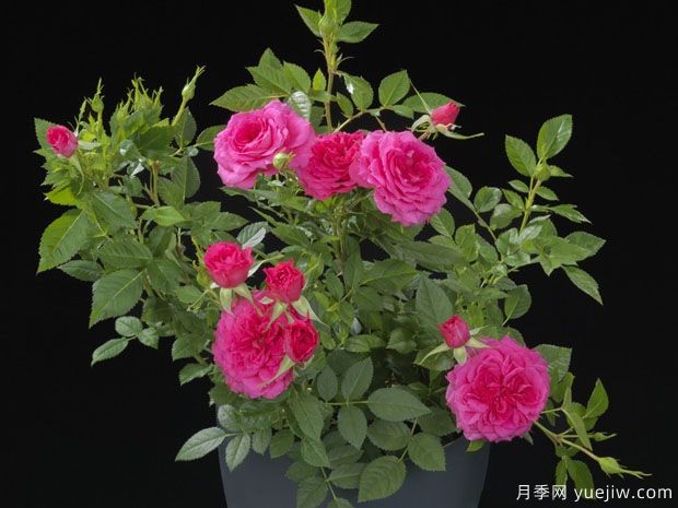 喜悦阳台月季(图1) 喜悦阳台月季(图1)