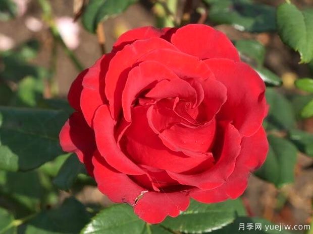 红丝绒月季/红色天鹅绒(图2)