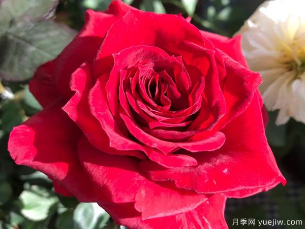红丝绒月季/红色天鹅绒(图3)