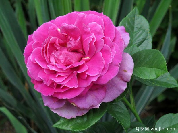 俏佳人月季(图1)