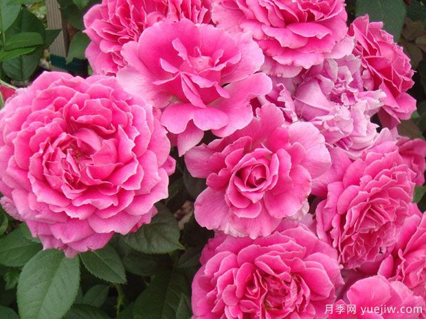 俏佳人月季(图2)