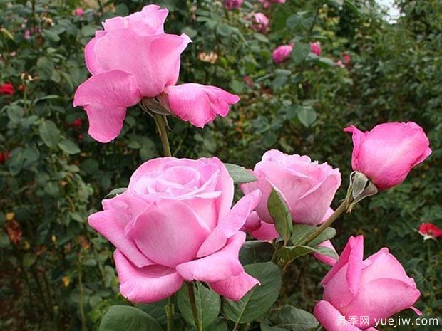 波莉小姐月季(图1)