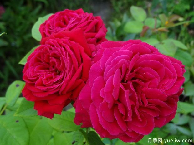 闪电月季/小饼干月季(图1) 闪电月季/小饼干月季(图1)