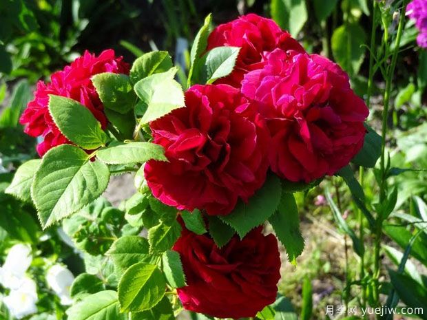 闪电月季/小饼干月季(图2) 闪电月季/小饼干月季(图2)