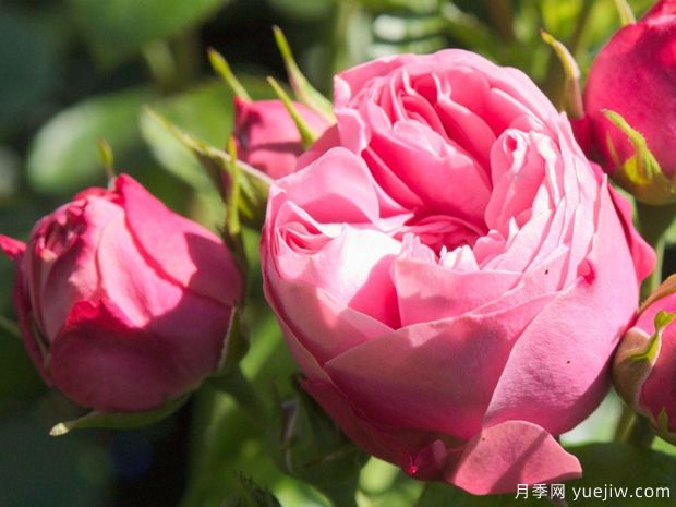 俏皮洛可可月季(图1)