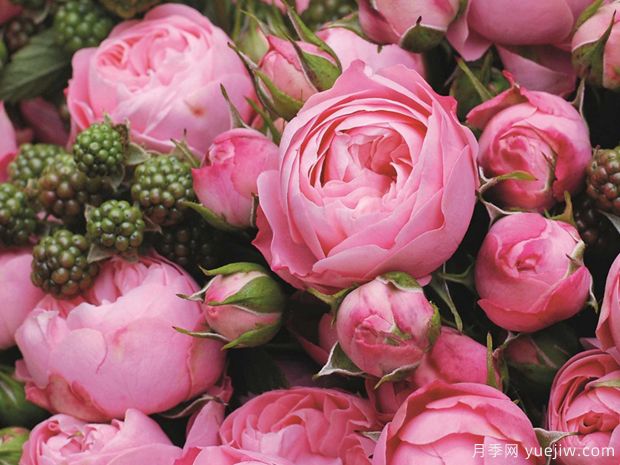 俏皮洛可可月季(图2)