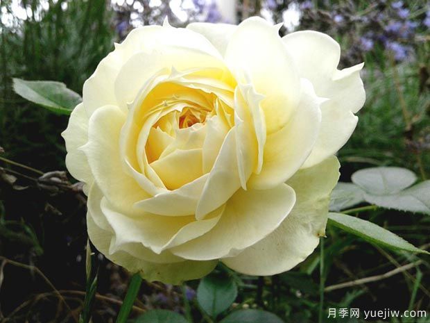 柠檬洛可可月季(图1)