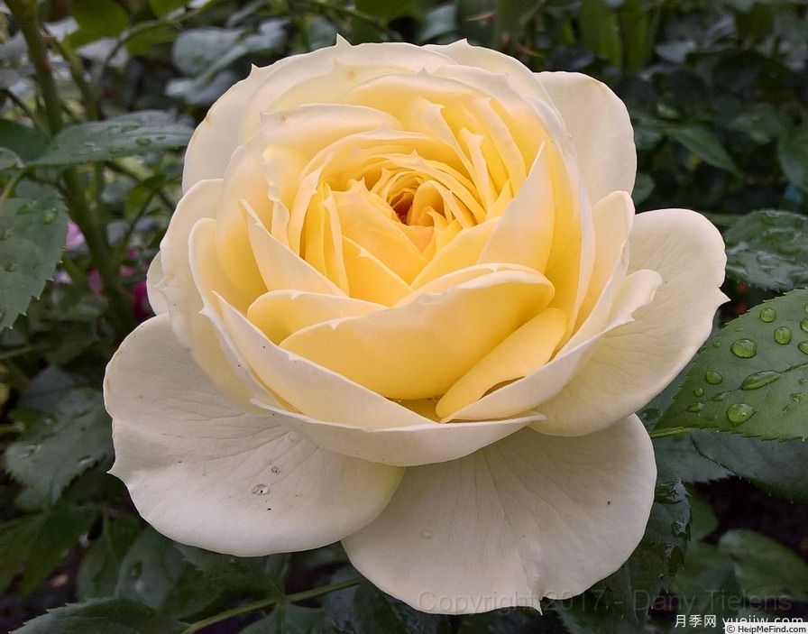 柠檬洛可可月季(图2)