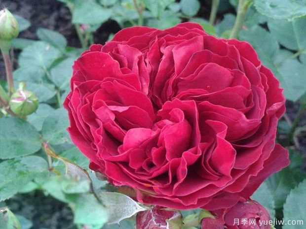 情色洛可可月季(图1)