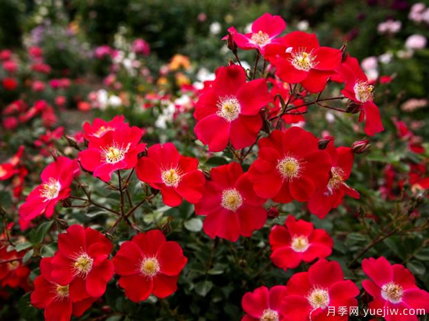 坎迪亚玫迪兰月季/女王玫迪兰(图1)
