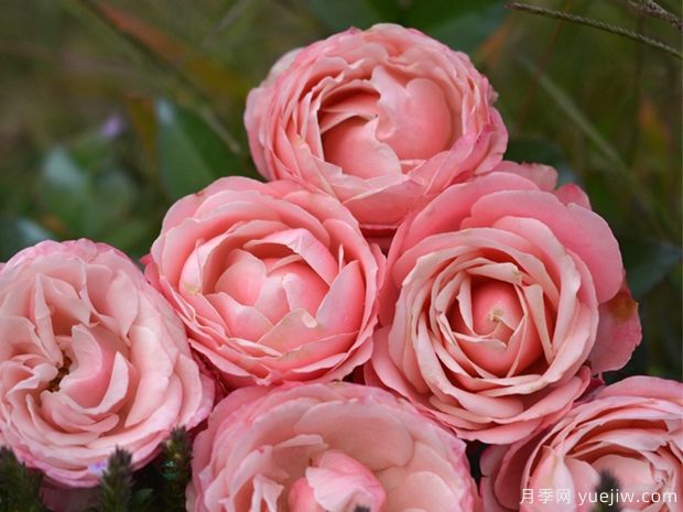 娇媚昂热城堡月季(图1)